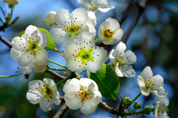 Apple tree flowers at spring time