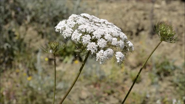 Ombrellifere fiori