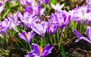 Beautiful colorful magic blooming first spring flowers purple crocus in wild nature. Selective focus, close up, horizontal.