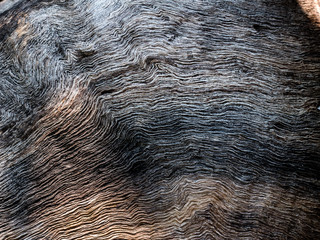 Wood texture,background