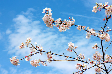 Full bloom sakura flower tree isolated, pink japan flora bush, spring floral branch on blue sky. Treetop of Cherry blossom petal leaf on black wood