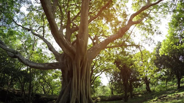 Sunshine Peaks through Branches of Mature, Tropical Tree, with Sound
