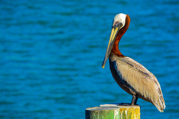 A Brown Pelican (Pelecanus Occidentalis) resting after fishing.