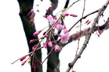 Full bloom sakura flower tree isolated, pink japan flora bush, spring floral branch on white background. Treetop of Cherry blossom petal leaf on black wood