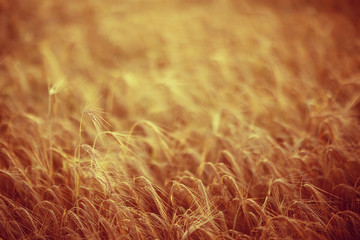 yellow ripe barley ears in the field autumn background