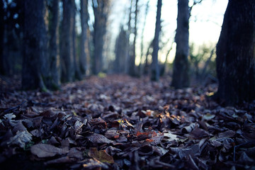 background autumn forest landscape