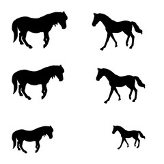 Black horses