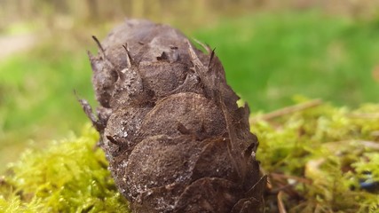 Pinecone in a Dutch forest