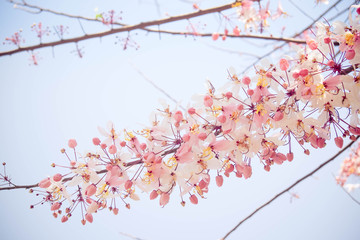 Fototapeta premium Pink shower tree,Cassia bakeriana