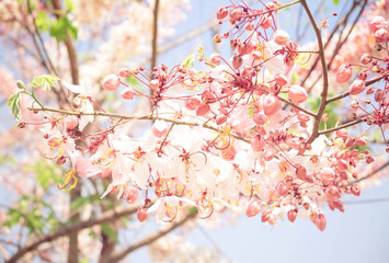 Obraz premium Pink shower tree,Cassia bakeriana