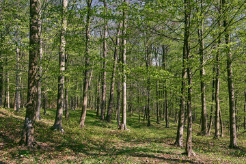 Fototapeta na wymiar Forest of beech trees