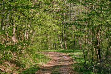Rural road in the forest