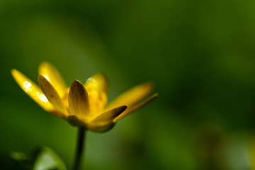 Closeup of celandine flower