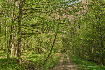 Obraz premium Rural road in the forest