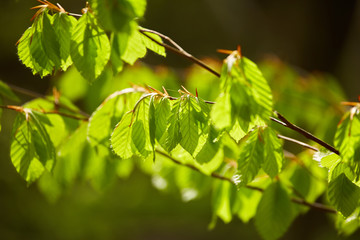 Beech leaves closeup