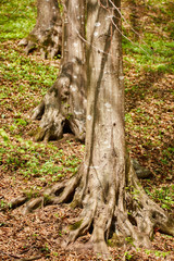 Forest of beech trees