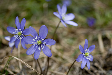 Fototapeta premium wild anemones, purple, bloom in early spring in thanemone hepatica nobilis wild purple color, bloom in early spring in the undergrowth of the e undergrowth of the forests of Trentino Alto Adige, Italy