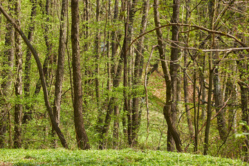 Hornbeam forest in the spring