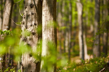 Forest of beech trees
