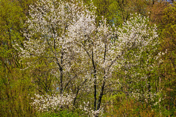 Wild cherry trees in a beech forest - 144743582