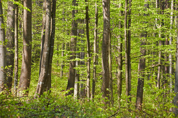 Obraz premium Forest of beech trees