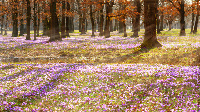 Fototapeta Beautiful colorful magic blooming first spring flowers purple crocus in wild nature field. Sunset sunlight in forest. Horizontal, copy space.
