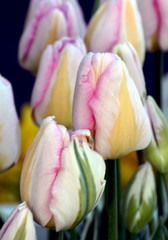 Pink striped rainbow tulips