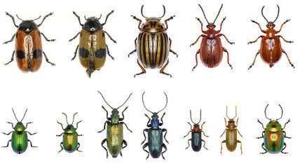 Set of Leaf-beetles of Europe  -  Chrysomelidae - obrazy, fototapety, plakaty