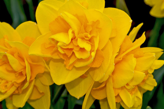Close up of pretty yellow daffodils