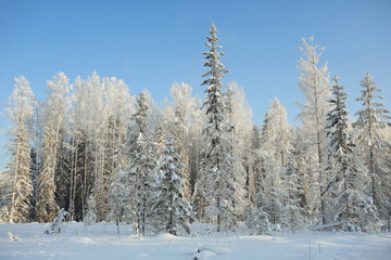 Nature winter landscape on a clear sunny day