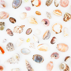 Natural pattern of exotic sea shells isolated on white background. Flat lay. Top view. Ocean background