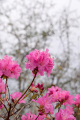 Azalea “Haruichiban Tsutsuji” - Mating kind of an azalea and the rhododendron.
