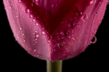 Obrazy  Widok makro piękny tulipanowy kwiat na czarno. Wiosna w tle