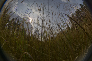 Tall grass against the blue sky 