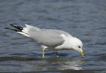 Common gull