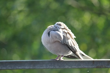 Taube
