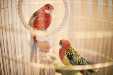 Rosy Faced Lovebird in a cage looking down