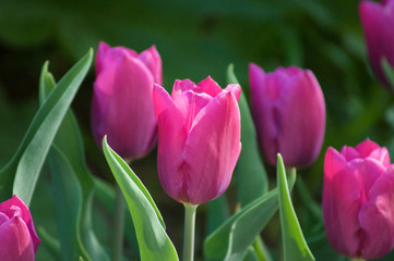 Tulips Purple Haze - obrazy, fototapety, plakaty