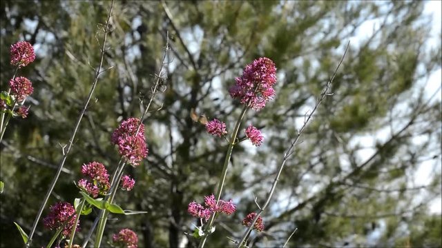 Sfinge del galio su centranthus ruber