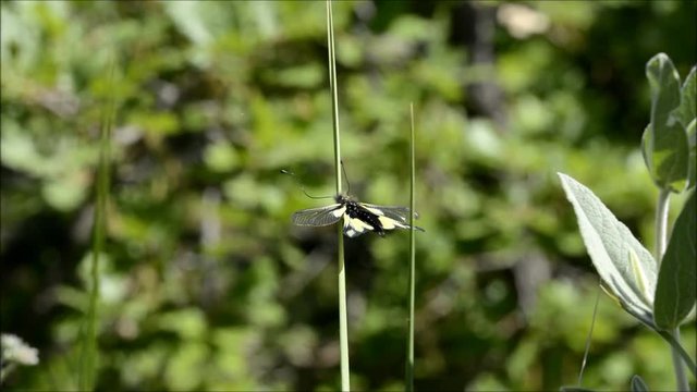 libelloides coccajus