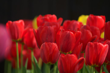 Tulips Red Yellow