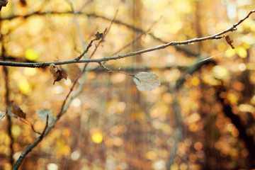 abstract autumn blurred background