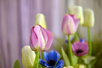 tulipani piantati nel campo, composizione floreale
