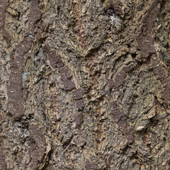 square closeup of old spruce tree bark
