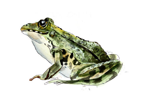 Green Frog. Isolated. White background. Watercolor hand drawing illustration