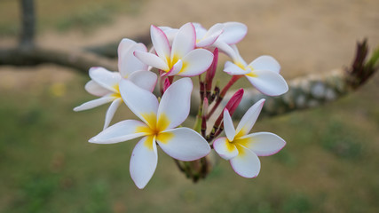 Close-up tropical  frangipani flower, plumeria flower