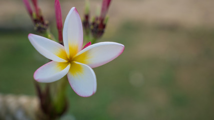 Close-up tropical  frangipani flower, plumeria flower