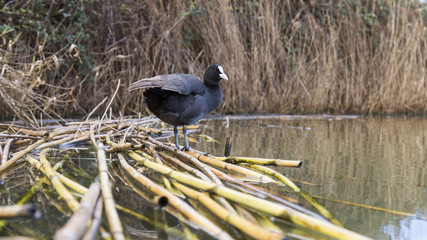 Coot in the pond in Italy