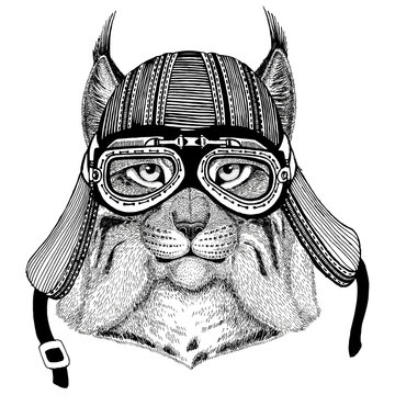 Wild cat Lynx Bobcat TrotHand drawn image of animal wearing motorcycle helmet for t-shirt, tattoo, emblem, badge, logo, patch