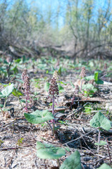 arctium lappa